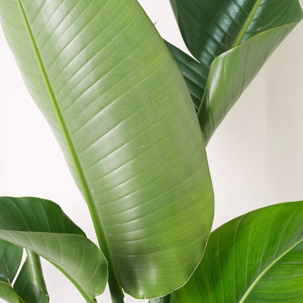 Strelitzia Nicolai, 200 cm, Pasarea alba a paradisului, planta exotica mare cu frunze uriase tropicale decorative pentru interior - Image 6
