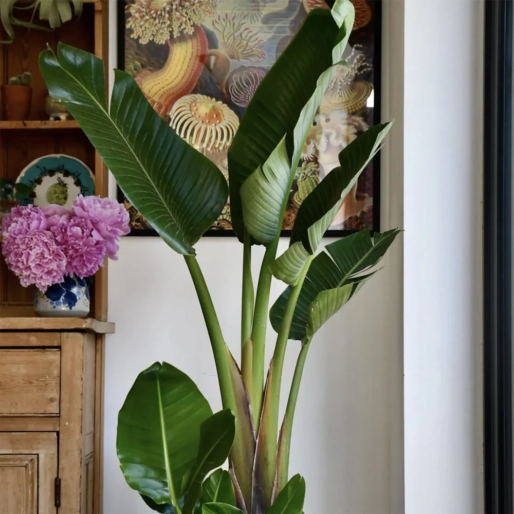 Strelitzia Nicolai, 200 cm, Pasarea alba a paradisului, planta exotica mare cu frunze uriase tropicale decorative pentru interior - Image 7