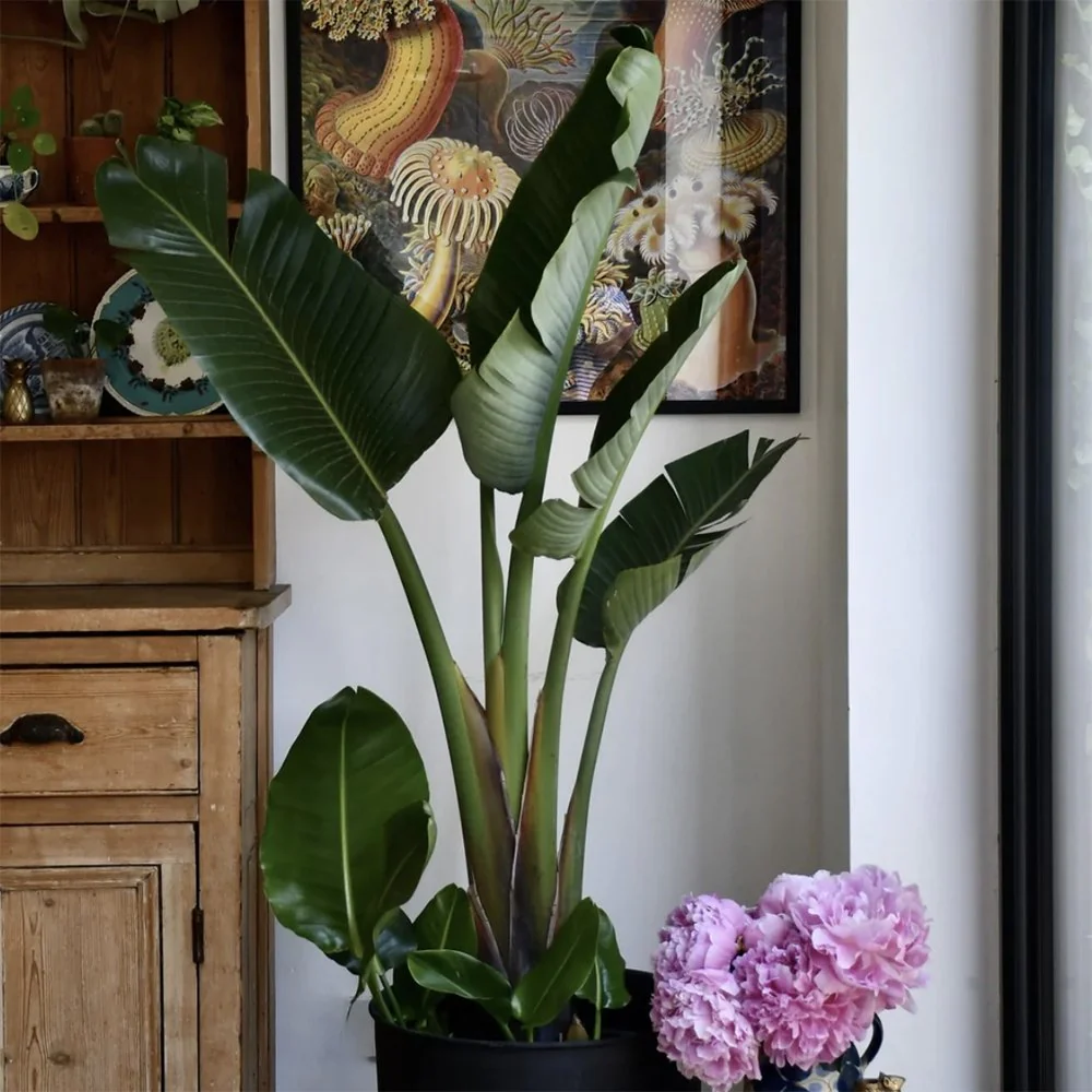 Strelitzia Nicolai, 200 cm, Pasarea alba a paradisului, planta exotica mare cu frunze uriase tropicale decorative pentru interior - Image 9