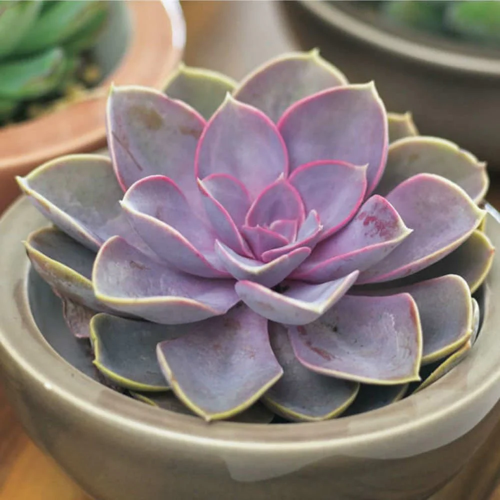 Suculenta Purple Pearl, 10-15 cm, suculenta roz-mov perlat decor interior - Image 10