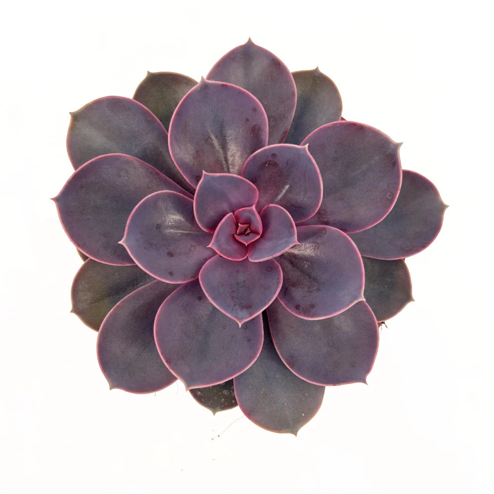 Suculenta Purple Pearl, 10-15 cm, suculenta roz-mov perlat decor interior - Image 3