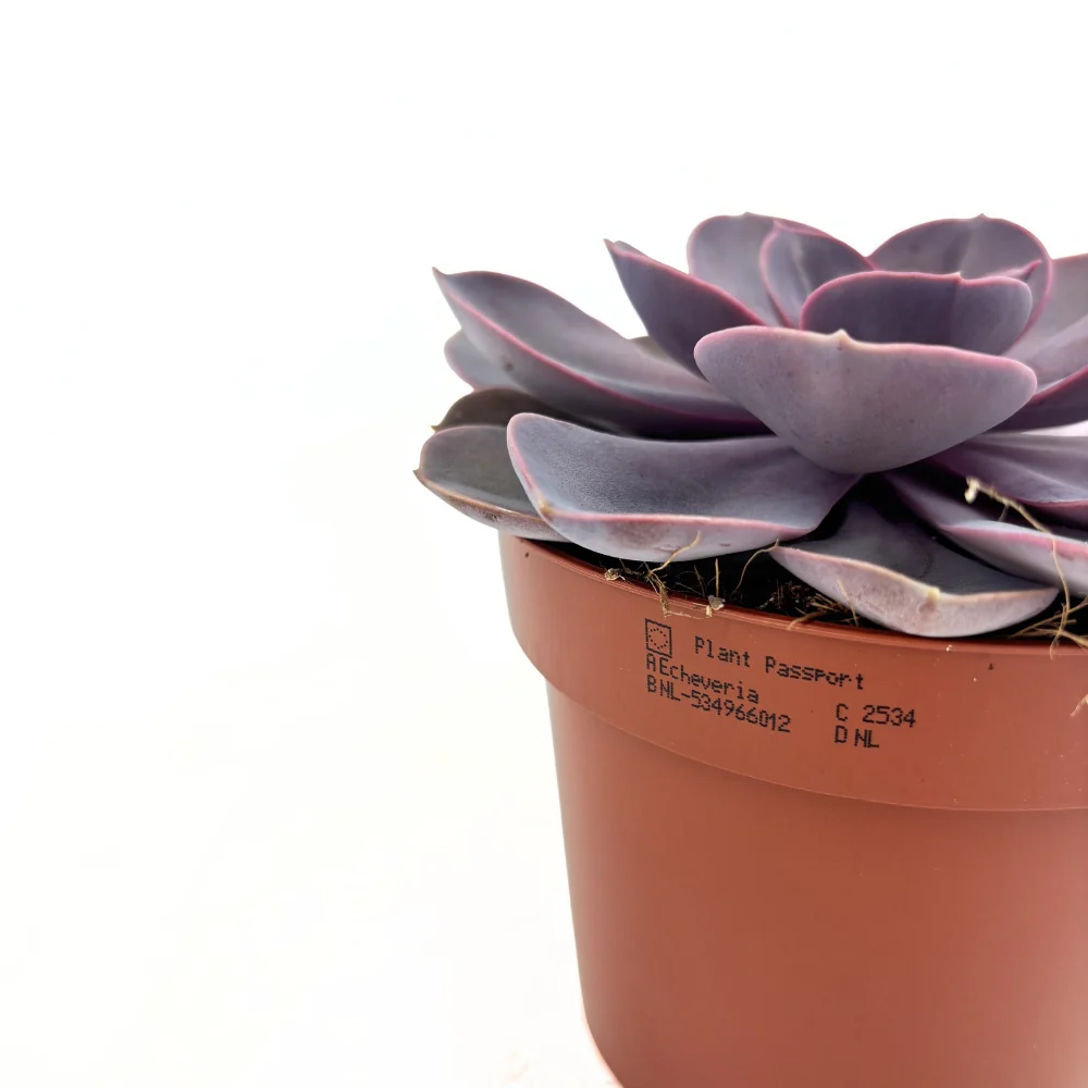 Suculenta Purple Pearl, 10-15 cm, suculenta roz-mov perlat decor interior - Image 4