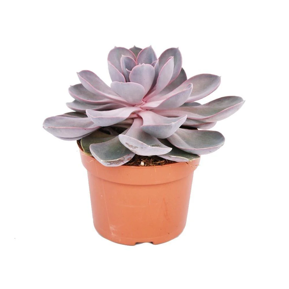 Suculenta Purple Pearl, 10-15 cm, suculenta roz-mov perlat decor interior - Image 5