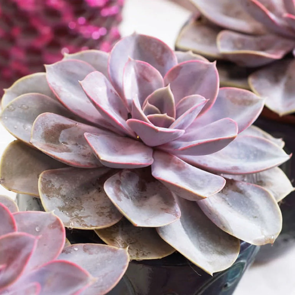 Suculenta Purple Pearl, 10-15 cm, suculenta roz-mov perlat decor interior - Image 7