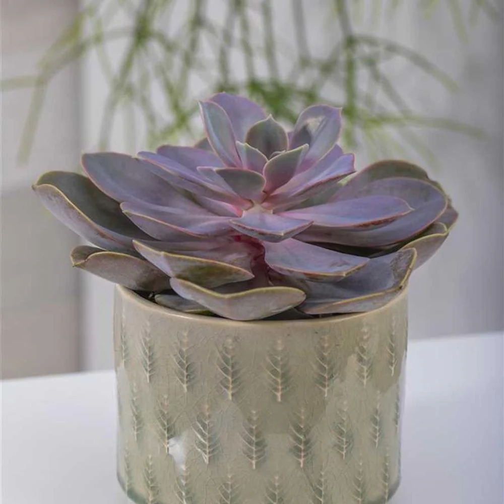 Suculenta Purple Pearl, 10-15 cm, suculenta roz-mov perlat decor interior - Image 9