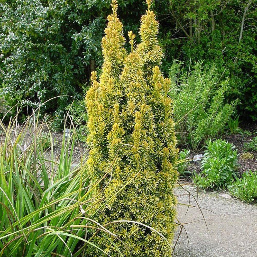 Tisa Columnar Auriu (Taxus Baccata Aureamarginata), cu ace galben-aurii - Image 4