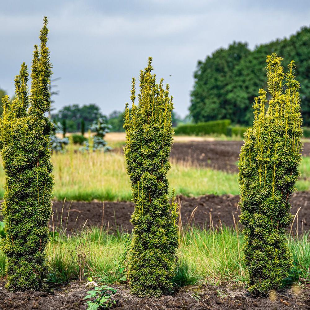Tisa Columnar Auriu (Taxus Baccata Aureamarginata), cu ace galben-aurii - Image 8