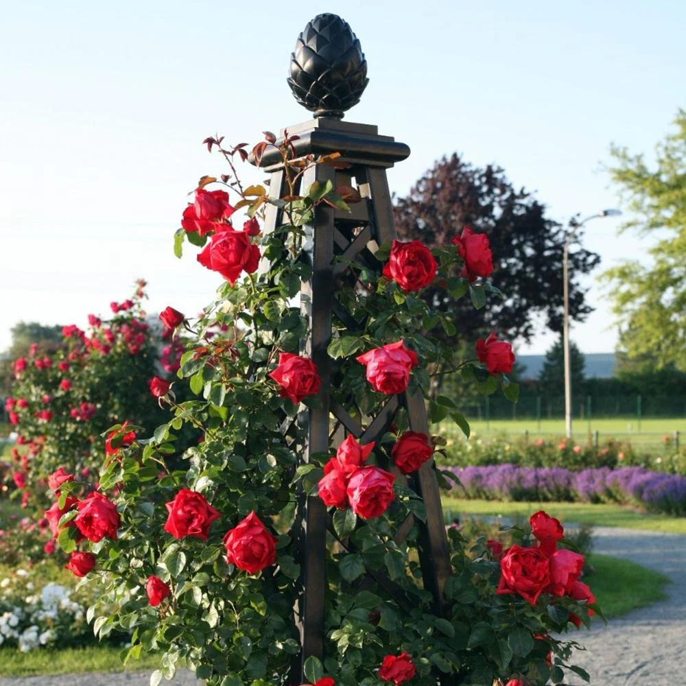 Trandafir Catarator rosu Florentina, cu flori mari rosii, inflorire repetata, parfum usor - Image 3