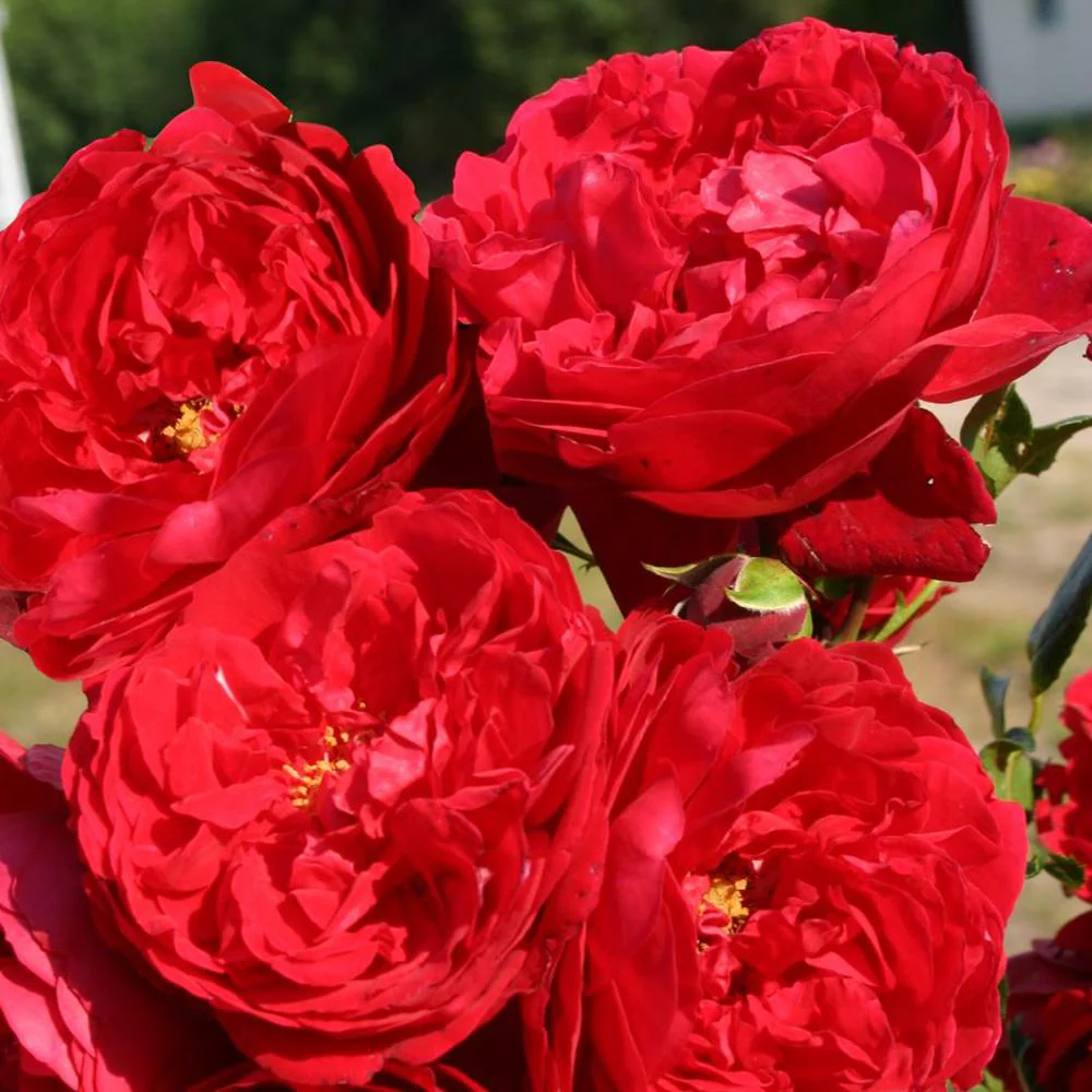 Trandafir Catarator rosu Florentina, cu flori mari rosii, inflorire repetata, parfum usor - Image 5