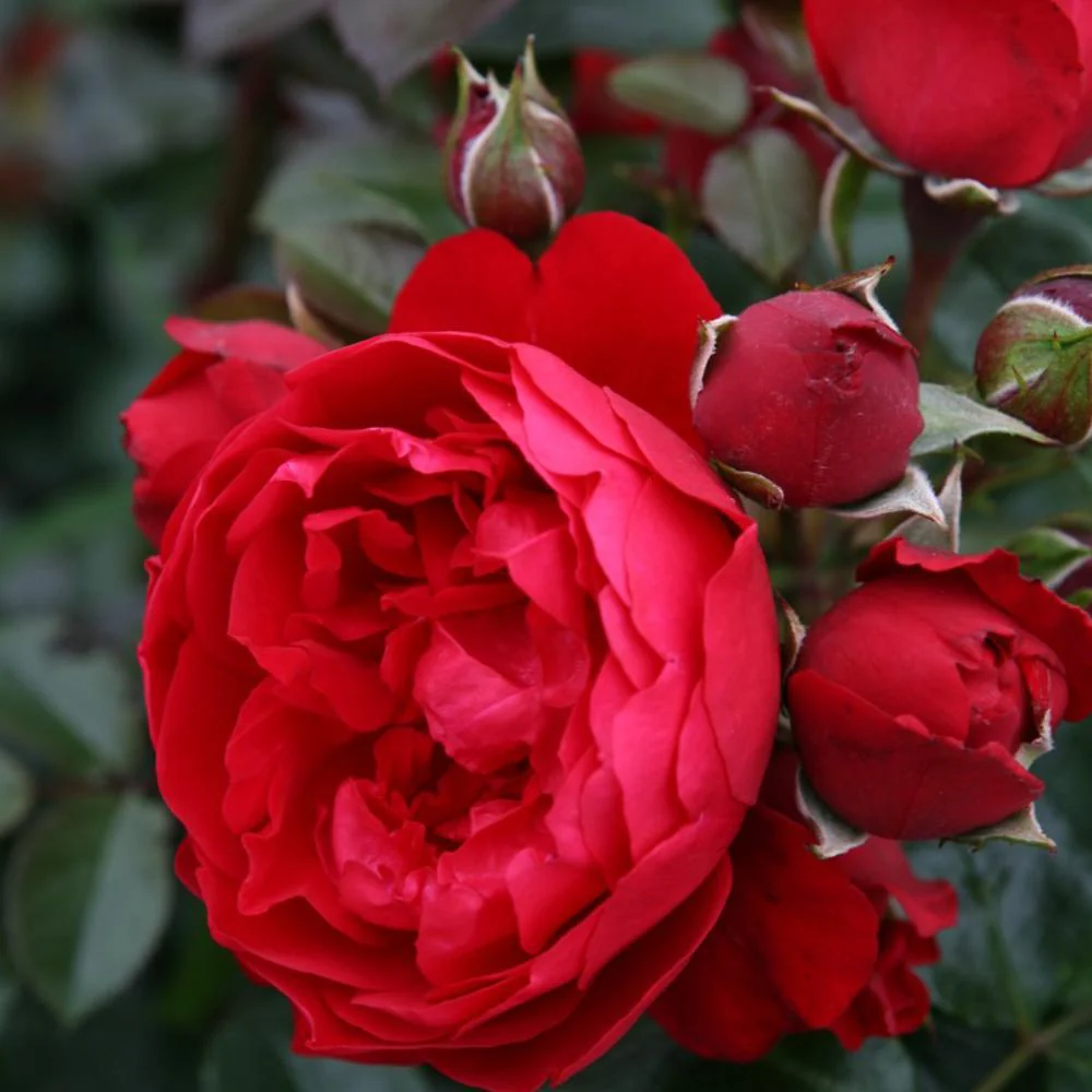 Trandafir Catarator rosu Florentina, cu flori mari rosii, inflorire repetata, parfum usor - Image 6