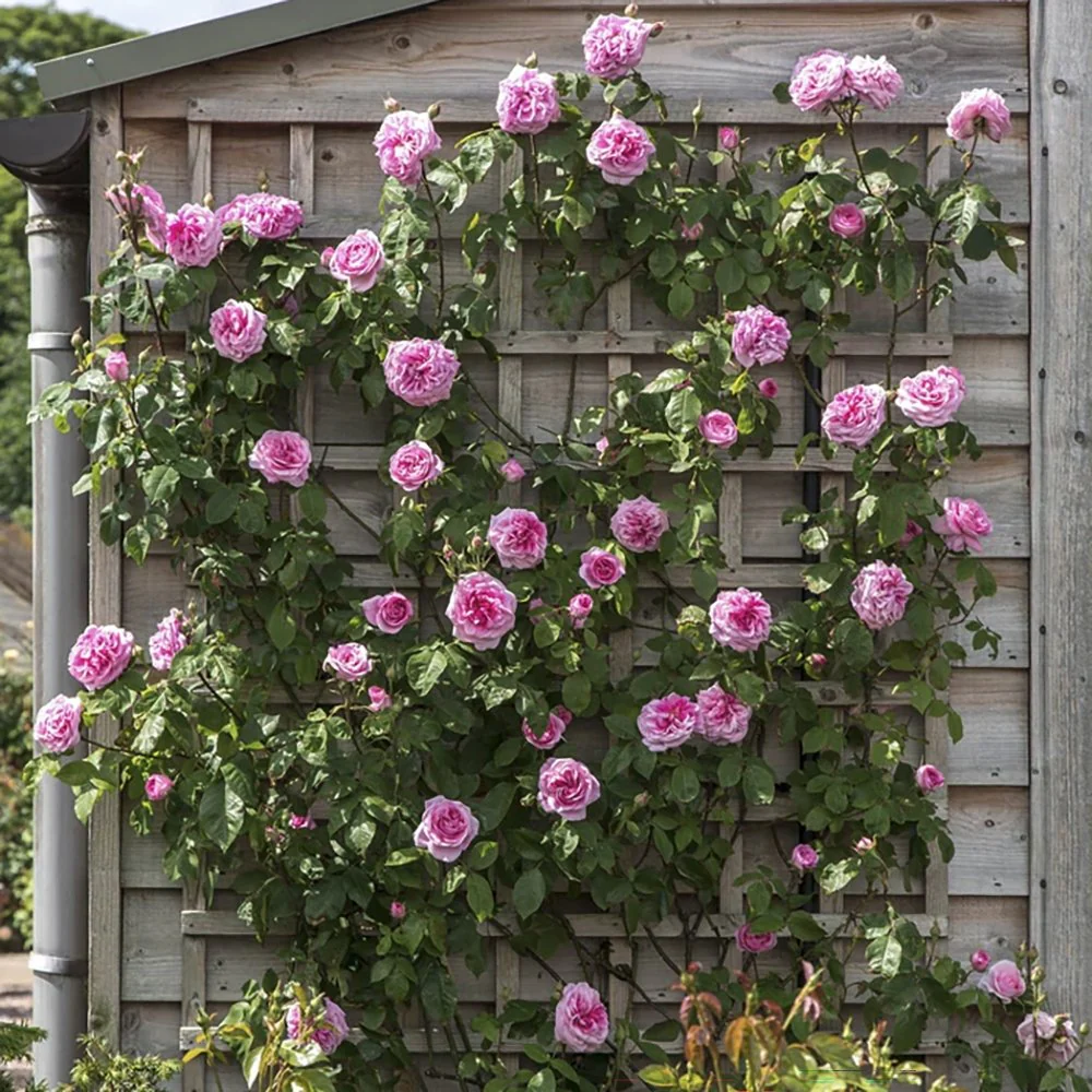 Trandafir catarator roz Pink Cloud, parfum intens, inflorire repetata, anul 3 - Image 3