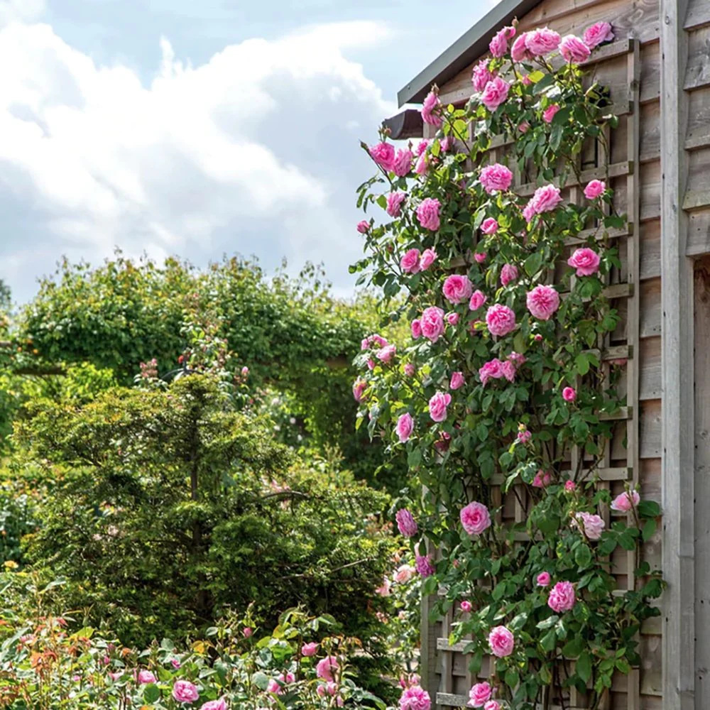 Trandafir catarator roz Pink Cloud, parfum intens, inflorire repetata, anul 3 - Image 4