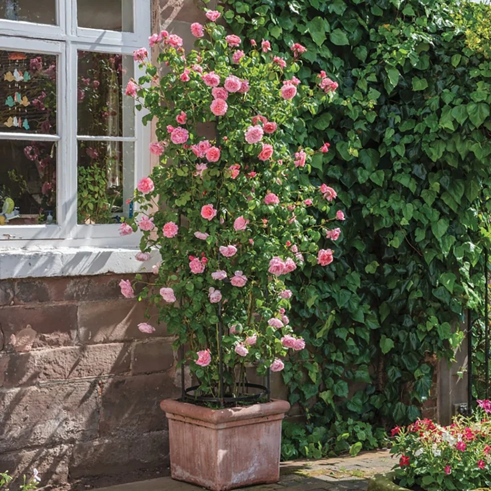 Trandafir catarator roz Pink Cloud, parfum intens, inflorire repetata, anul 3 - Image 5