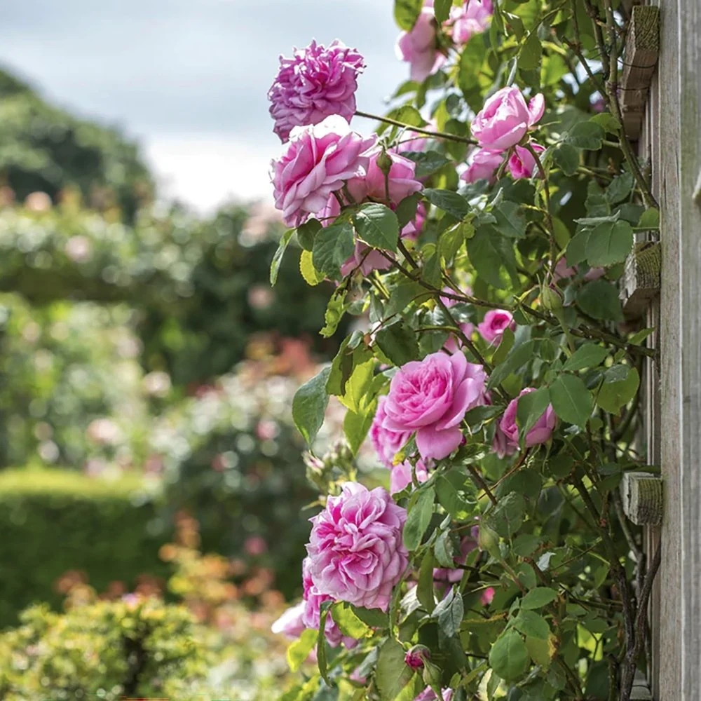 Trandafir catarator roz Pink Cloud, parfum intens, inflorire repetata, anul 3 - Image 6