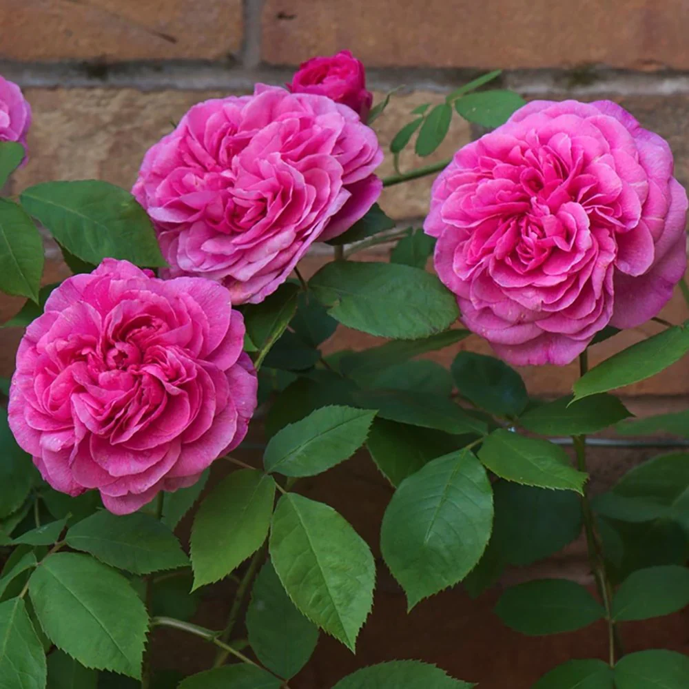 Trandafir catarator roz Pink Cloud, parfum intens, inflorire repetata, anul 3 - Image 7