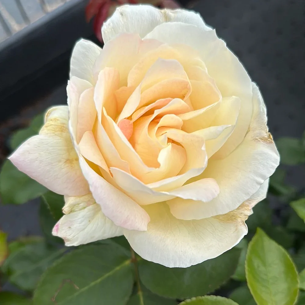 Trandafir Catarator alb Schneewalzer, inflorire repetata - Image 4