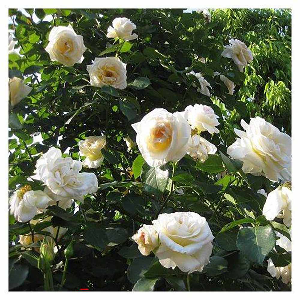 Trandafir Catarator alb Schneewalzer, inflorire repetata - Image 5