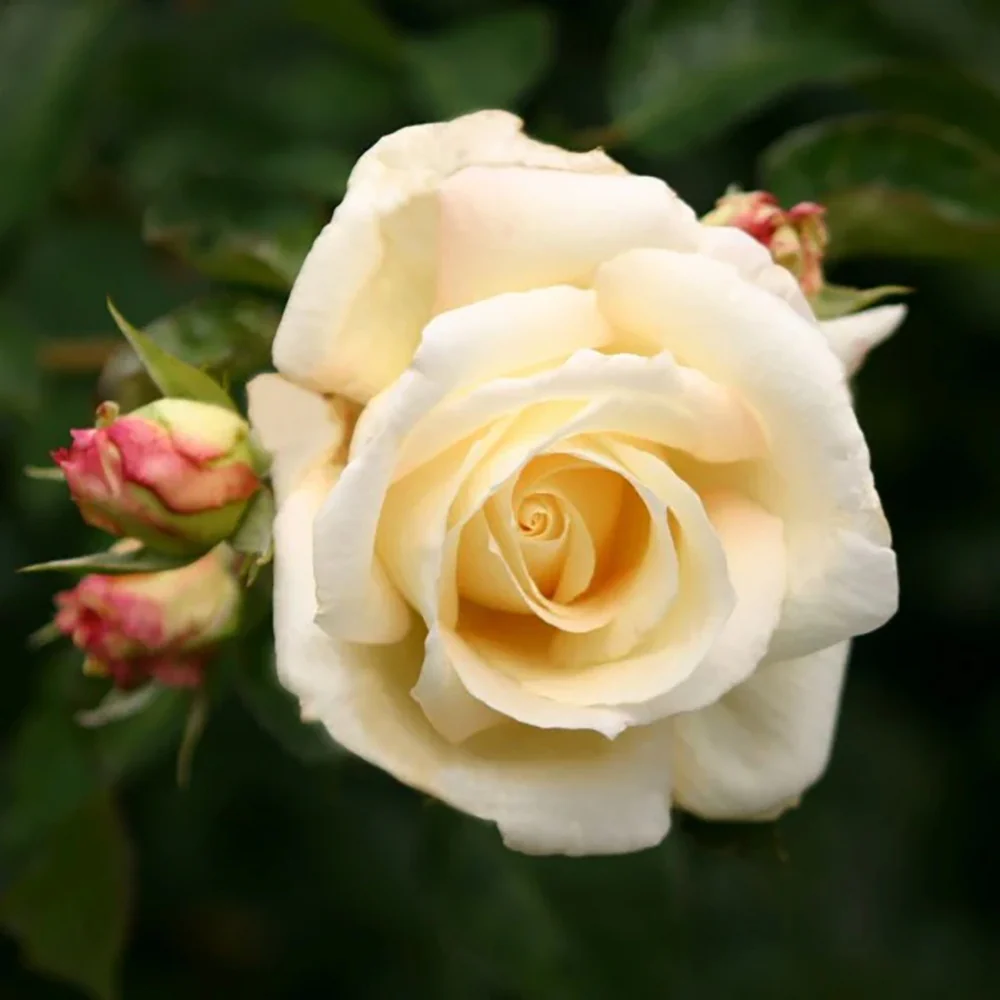 Trandafir Catarator alb Schneewalzer, inflorire repetata - Image 6