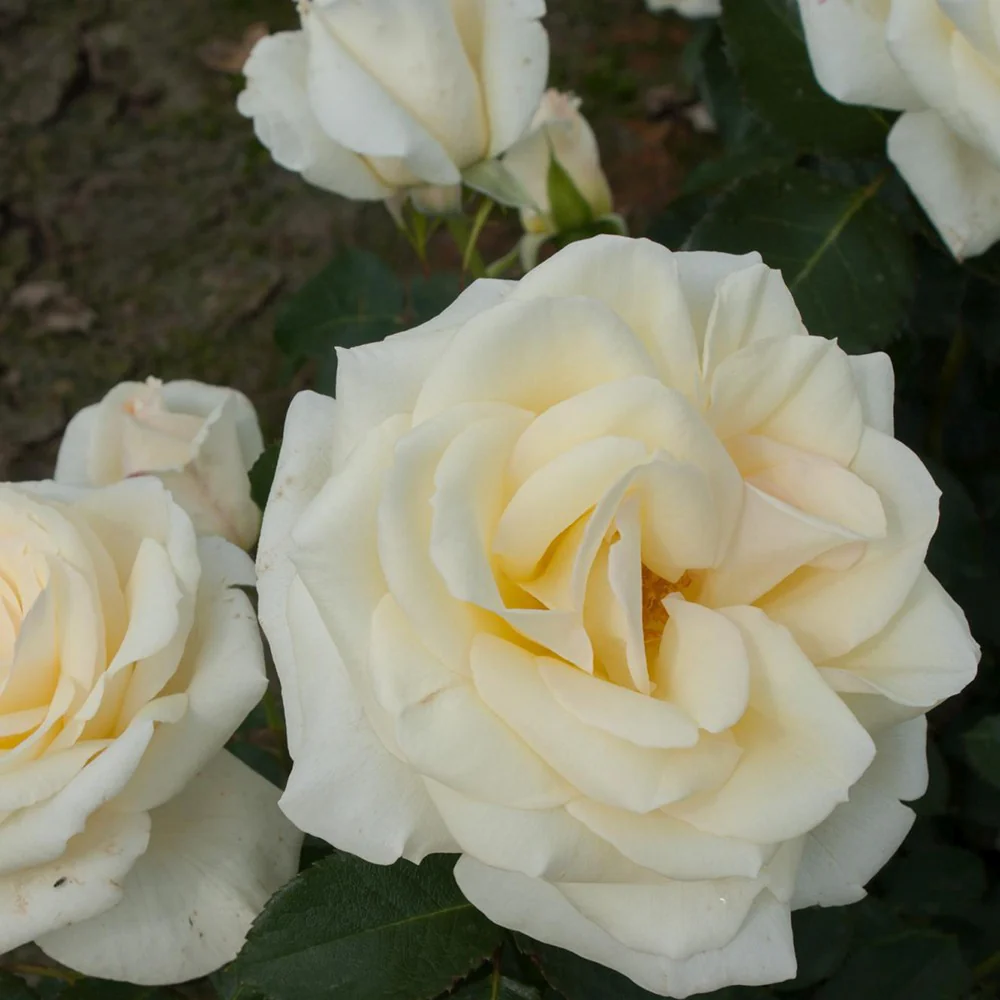 Trandafir Catarator alb Schneewalzer, inflorire repetata - Image 7