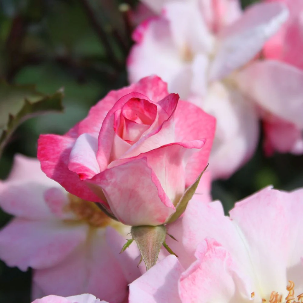 Trandafir Floribunda bicolor roz-alb crem Abigaile, inflorire repetata - Image 5