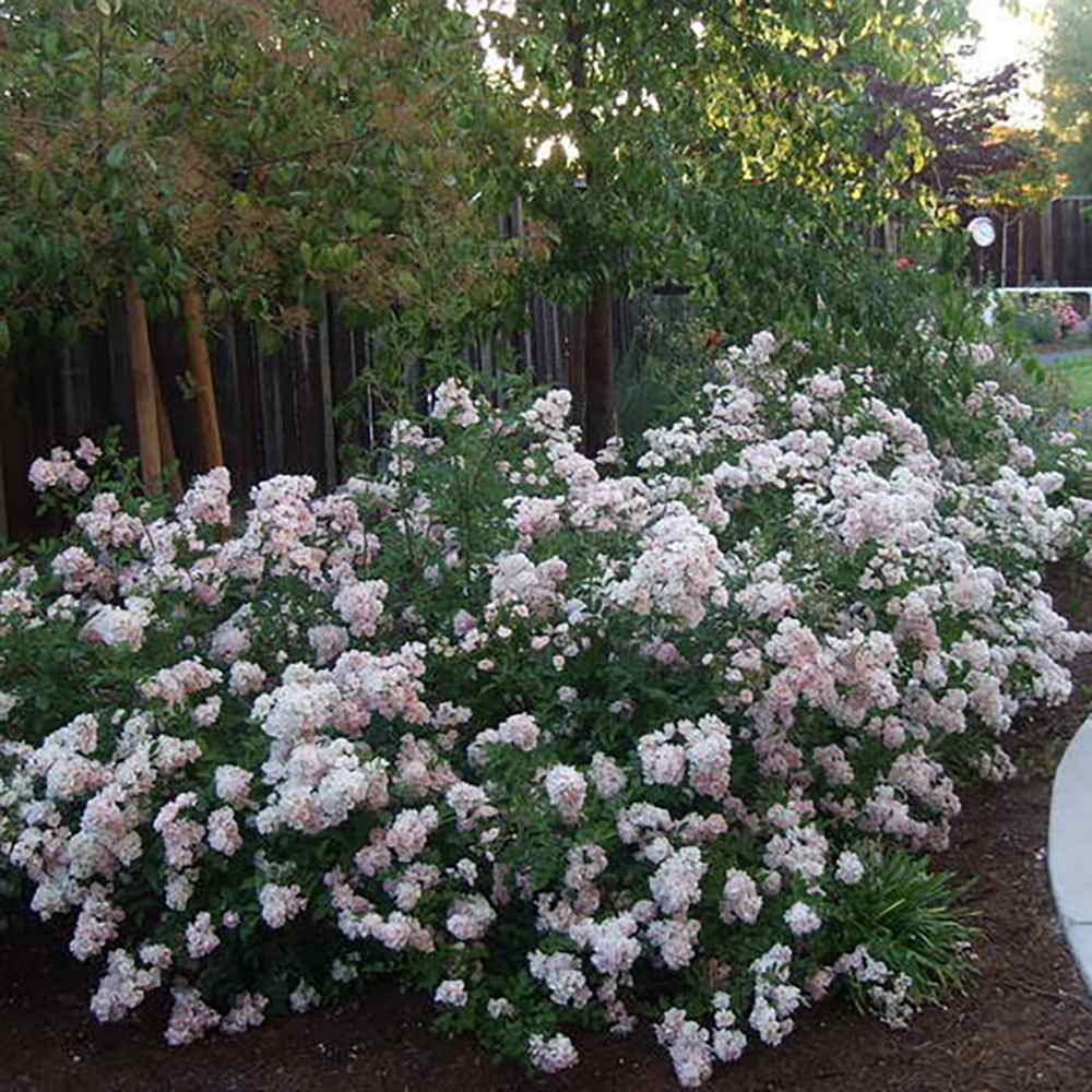 Trandafir Floribunda bicolor roz-alb crem Abigaile, inflorire repetata - Image 6