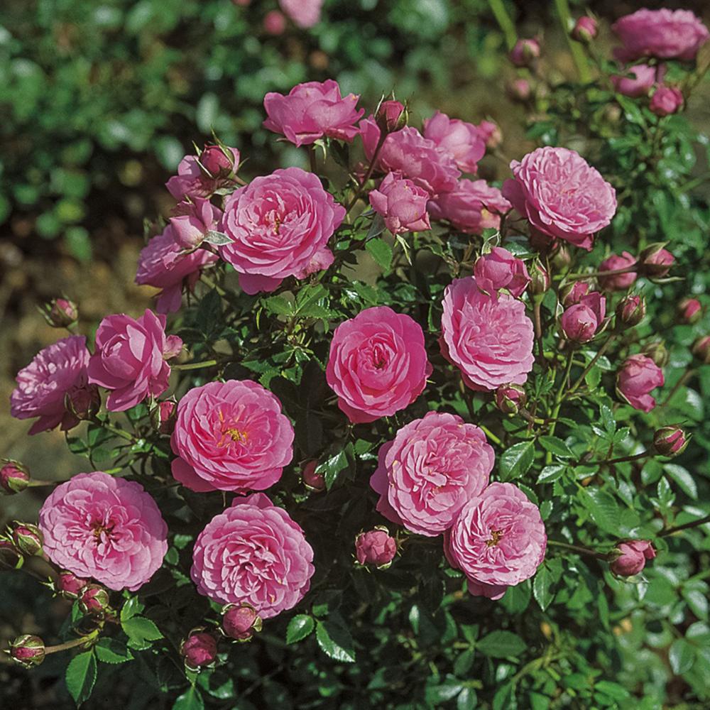 Trandafir Pitic Floribunda roz-aprins, Amulett, inflorire repetata - Image 4