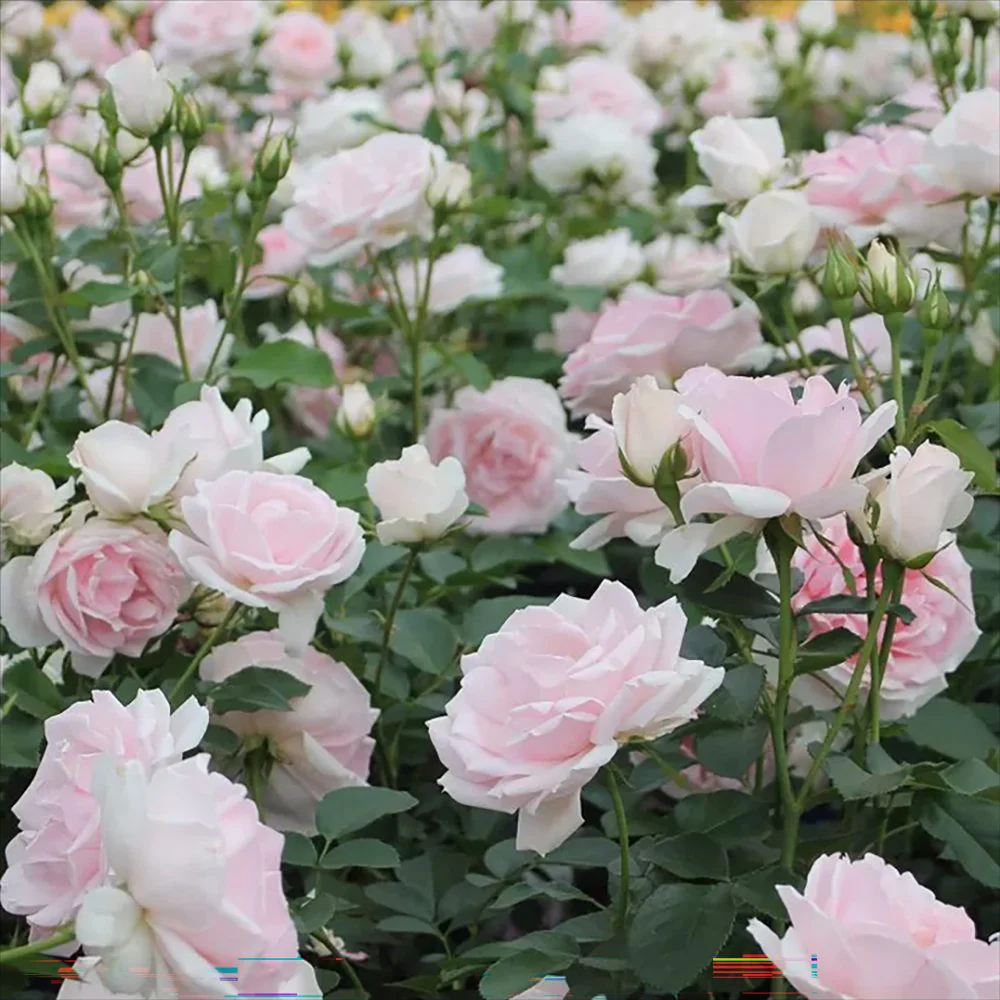 Trandafir Floribunda roz-pal Ballade, inflorire repetata - Image 4