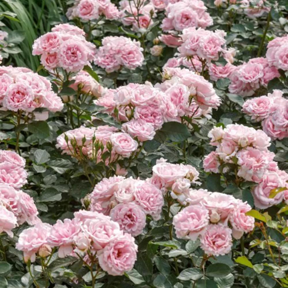 Trandafir Floribunda roz-pal Ballade, inflorire repetata - Image 5