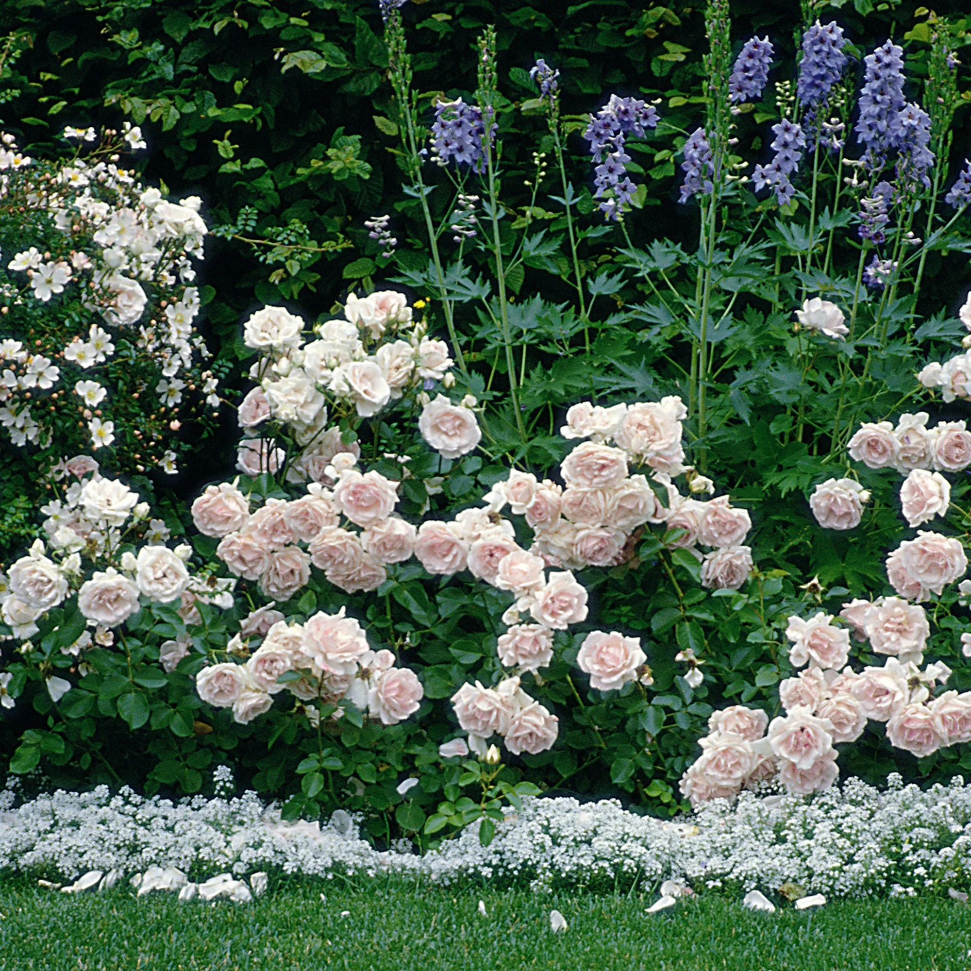 Trandafir Floribunda roz-pal Ballade, inflorire repetata - Image 6