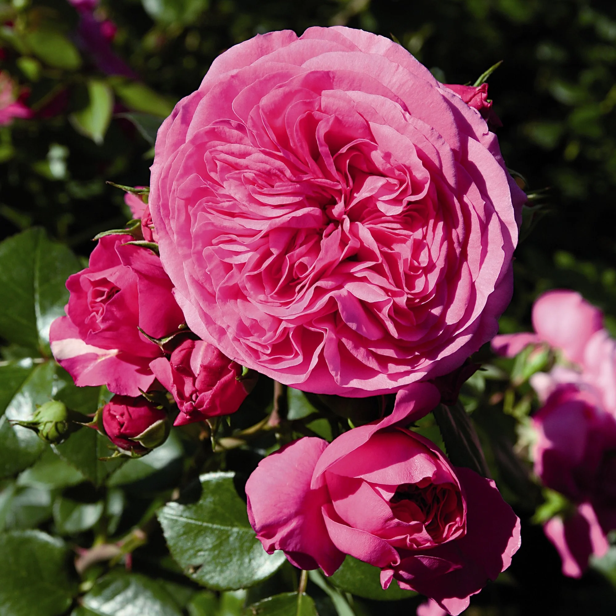 Trandafir Floribunda magenta Baronesse, inflorire repetata - Image 3