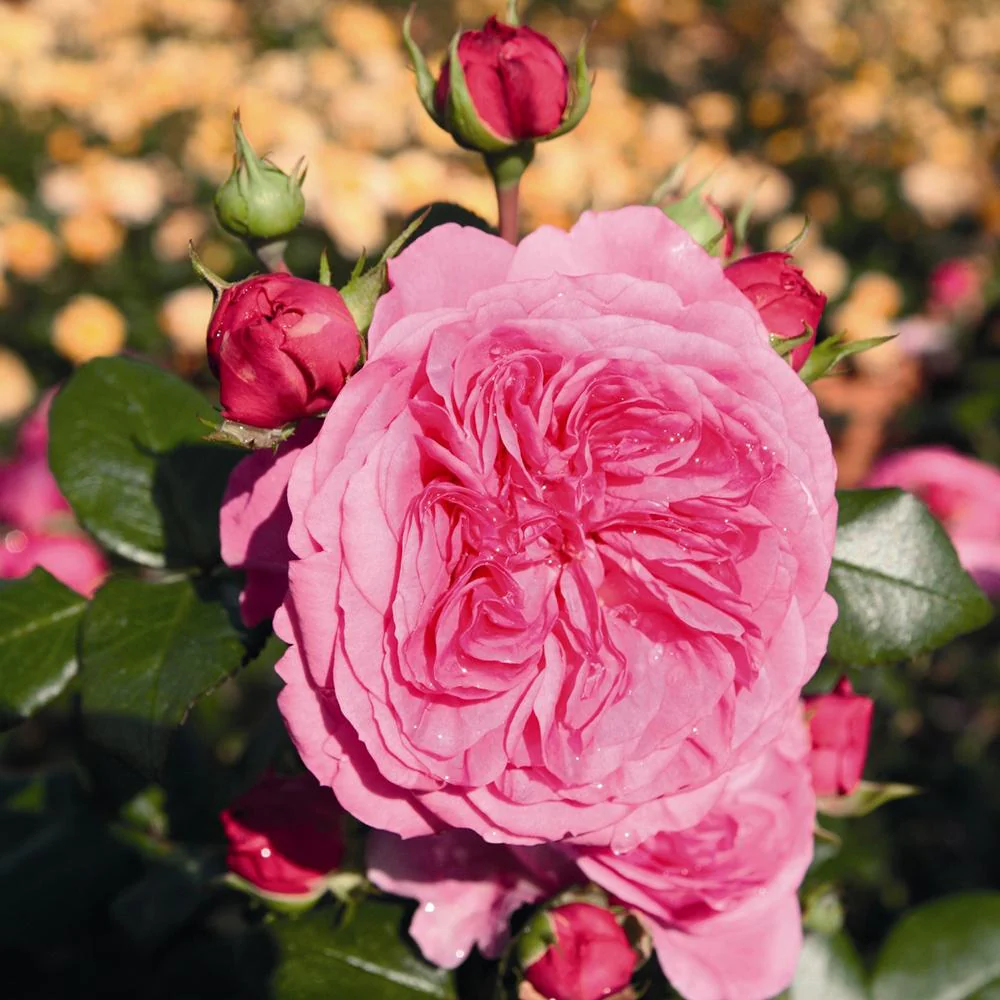 Trandafir Floribunda magenta Baronesse, inflorire repetata - Image 5