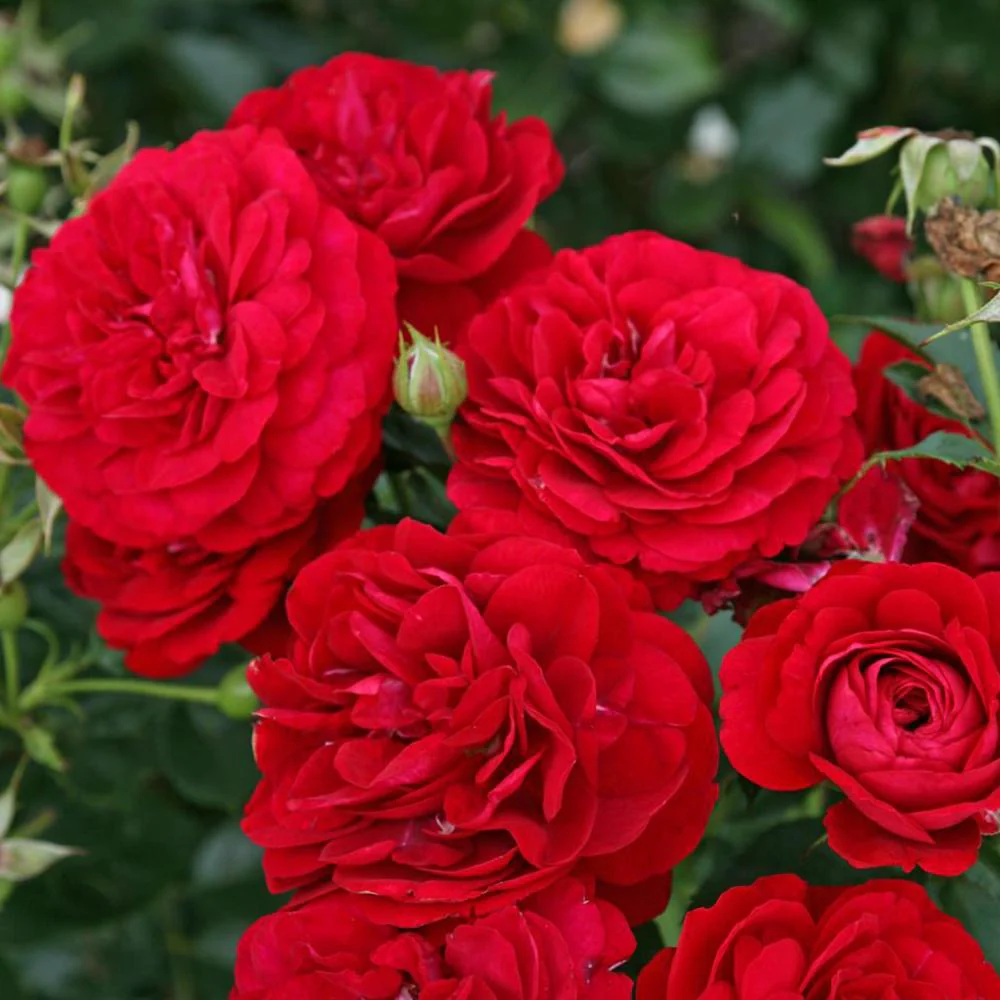 Trandafir Floribunda rosu-catifelat Bordeaux, cu parfum intens - Image 3