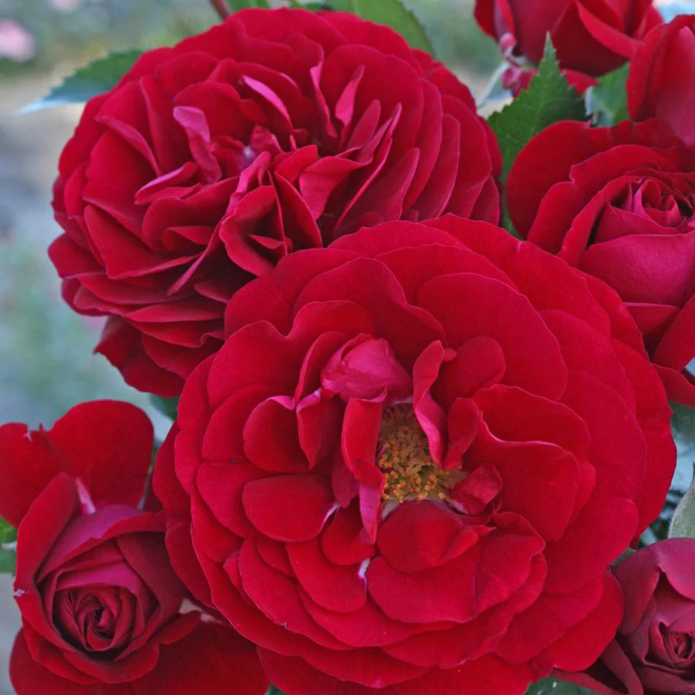 Trandafir Floribunda rosu-catifelat Bordeaux, cu parfum intens - Image 4