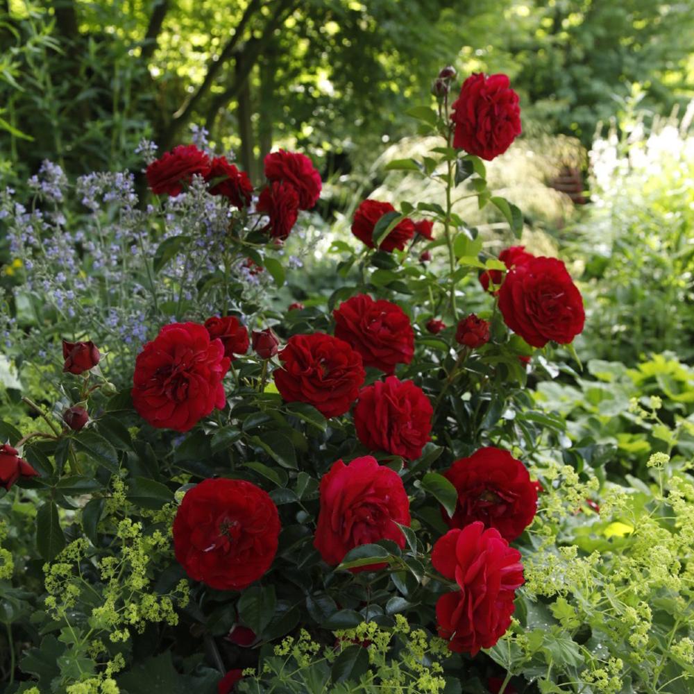 Trandafir Floribunda rosu-catifelat Bordeaux, cu parfum intens - Image 5