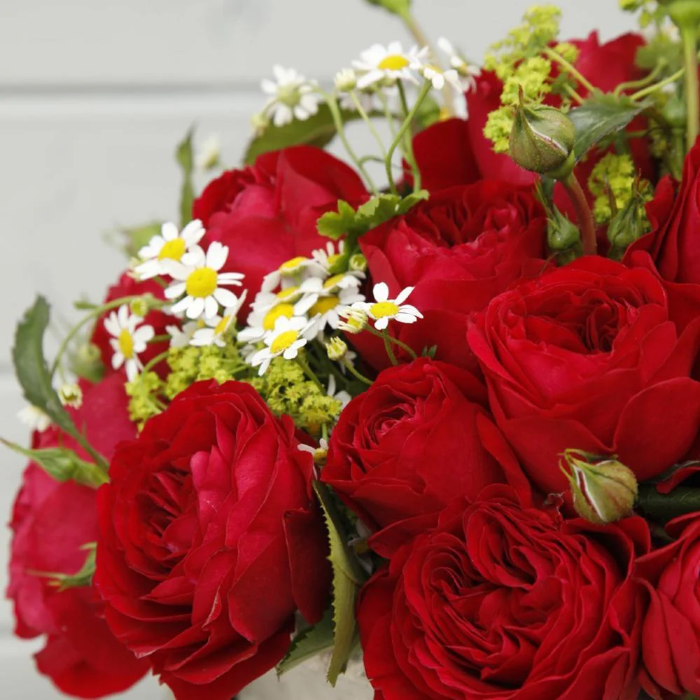 Trandafir Floribunda rosu-catifelat Bordeaux, cu parfum intens - Image 7