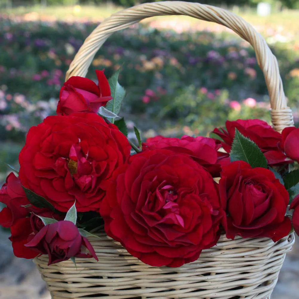 Trandafir Floribunda rosu-catifelat Bordeaux, cu parfum intens - Image 8