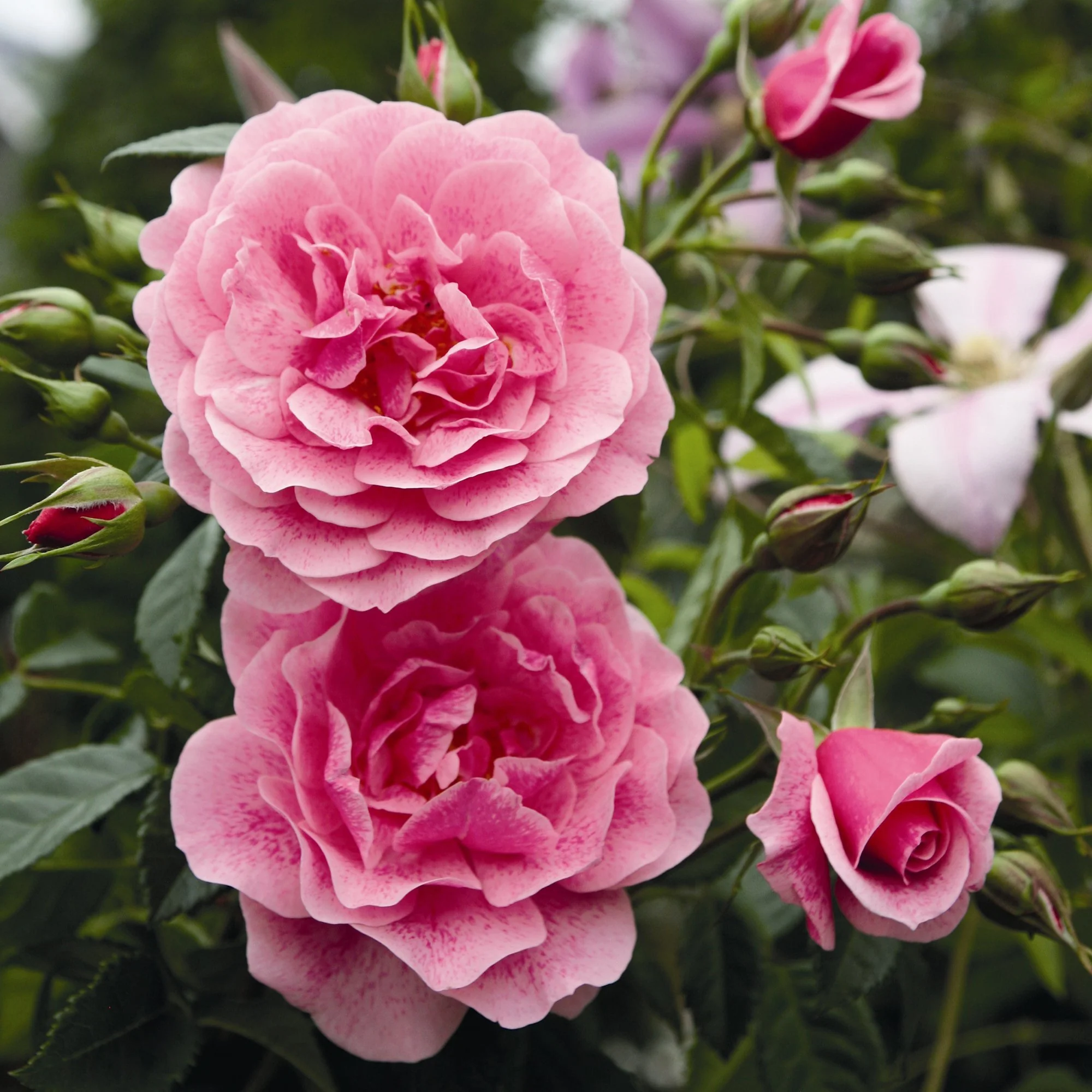 Trandafir Floribunda roz intens Camelot, cu parfum intens - Image 3