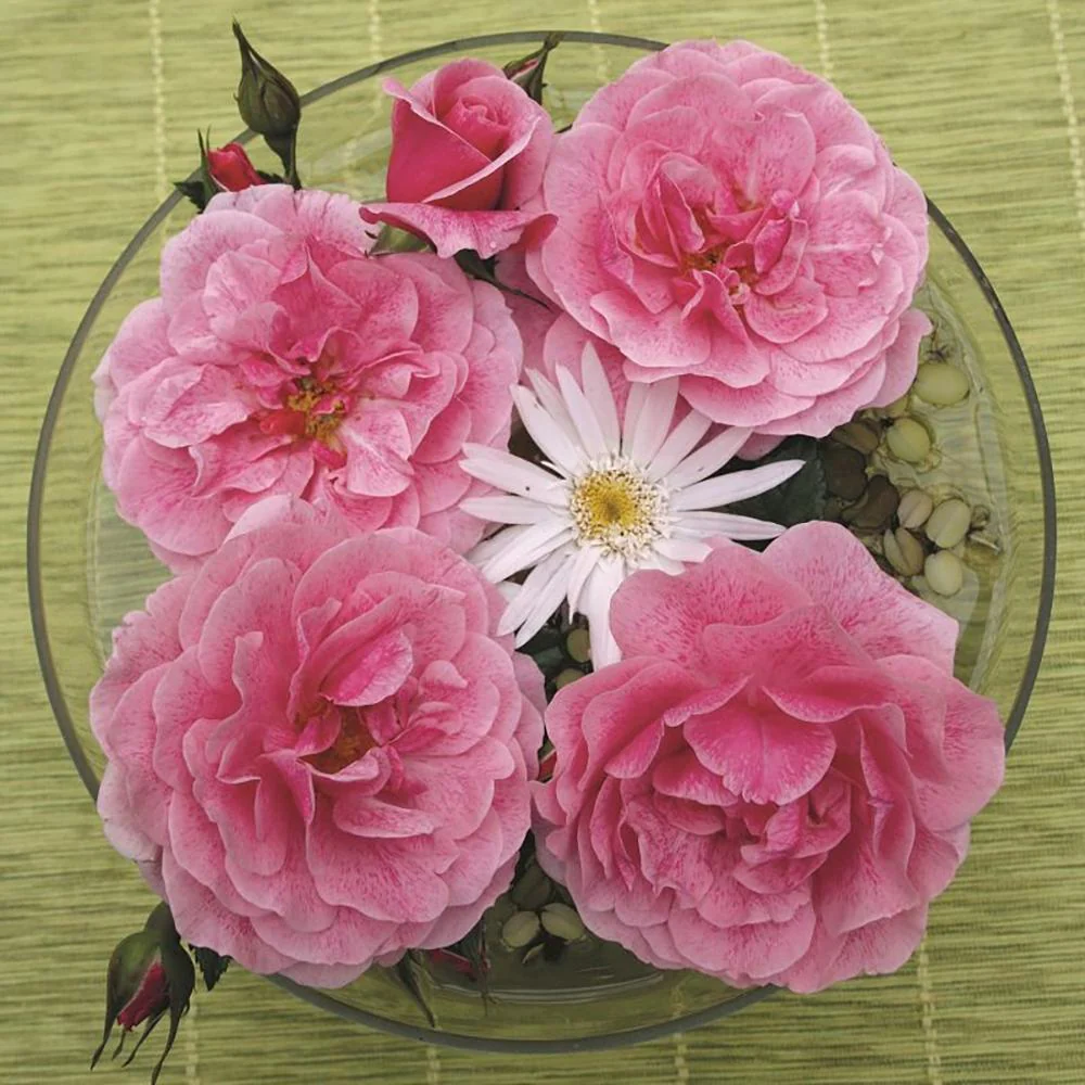 Trandafir Floribunda roz intens Camelot, cu parfum intens - Image 6