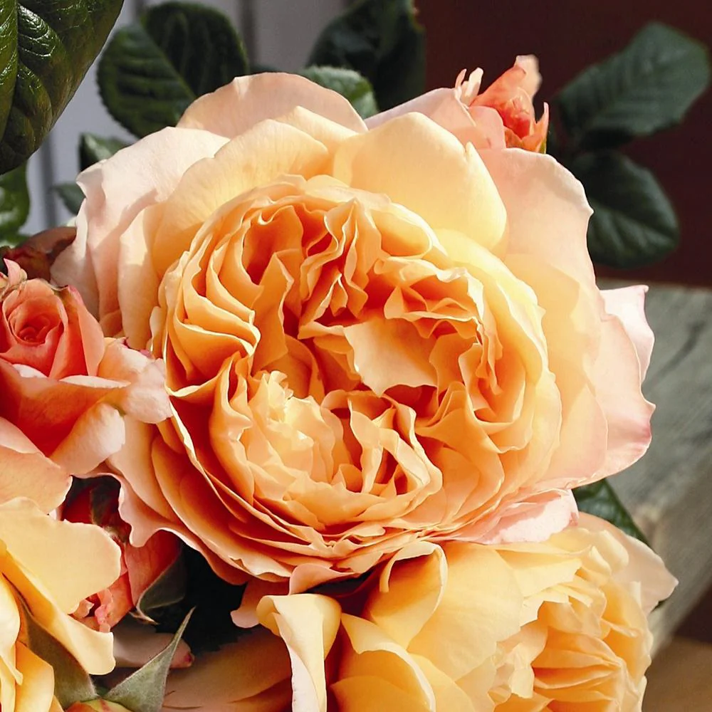 Trandafir Floribunda portocaliu-cais Capri, cu parfum intens - Image 3