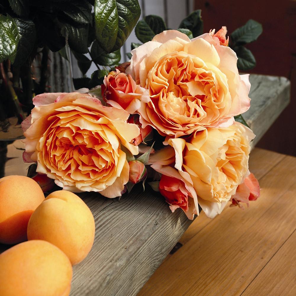 Trandafir Floribunda portocaliu-cais Capri, cu parfum intens - Image 4