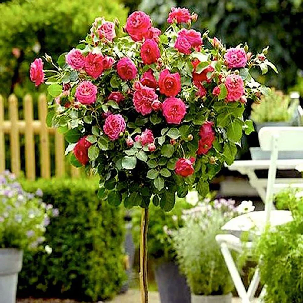 Trandafir Pomisor roz-inchis Royal Pink, inflorire repetata - Image 3