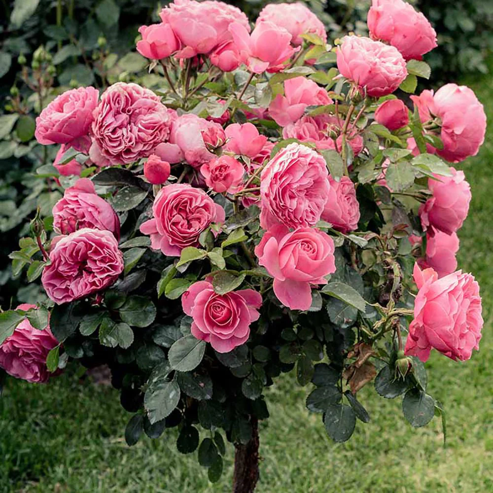 Trandafir Pomisor roz-inchis Royal Pink, inflorire repetata - Image 4