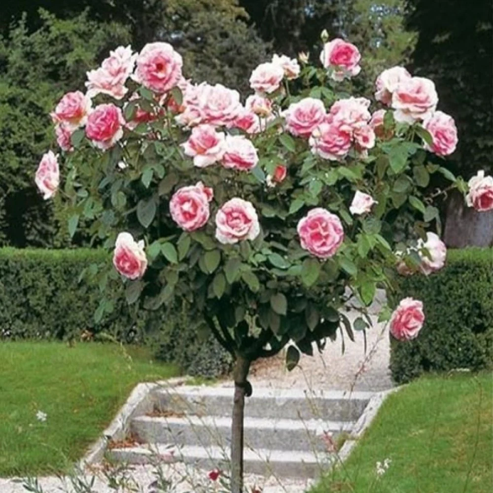 Trandafir Pomisor roz-inchis Royal Pink, inflorire repetata - Image 5