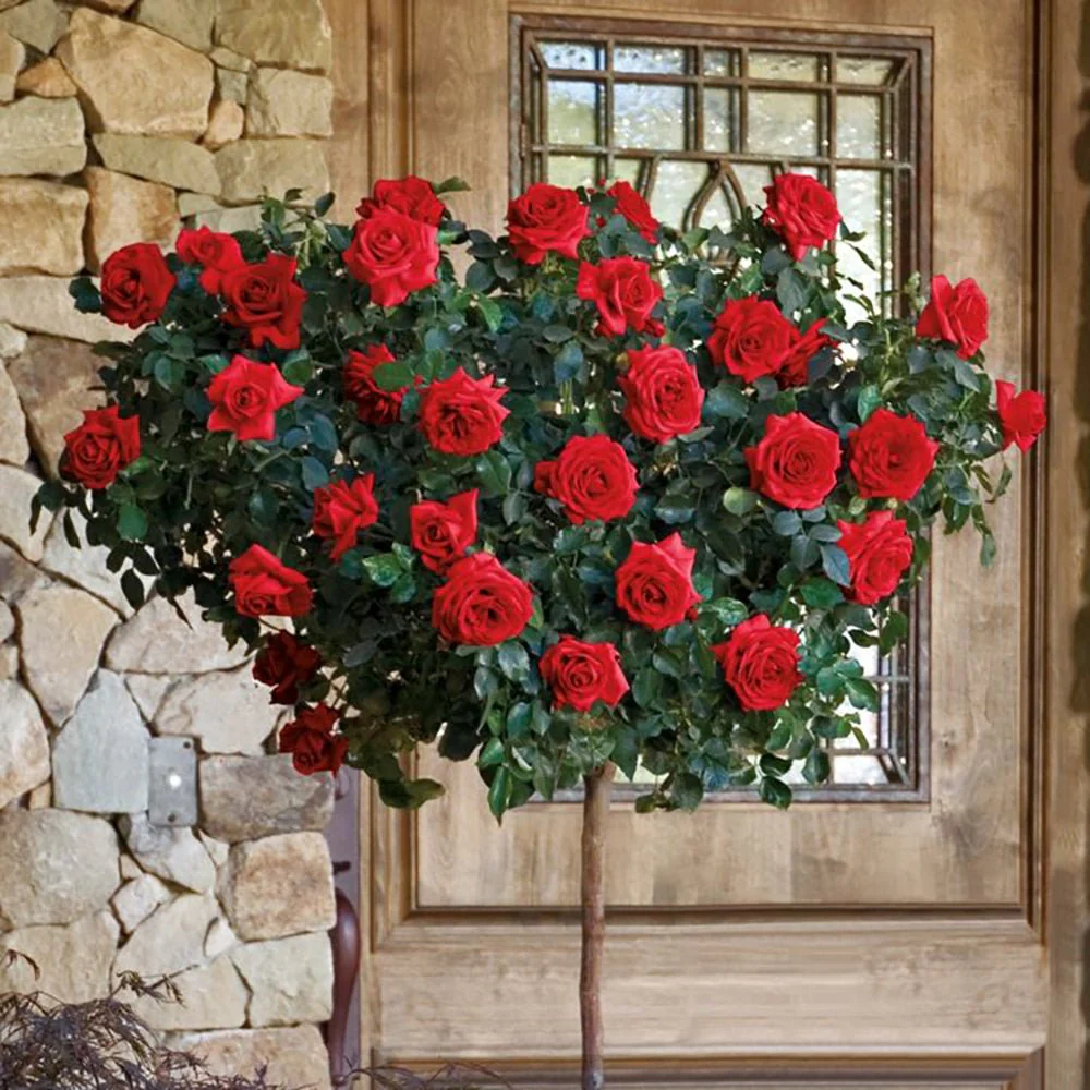 Trandafir Pomisor rosu Royal Red, inflorire repetata - Image 3