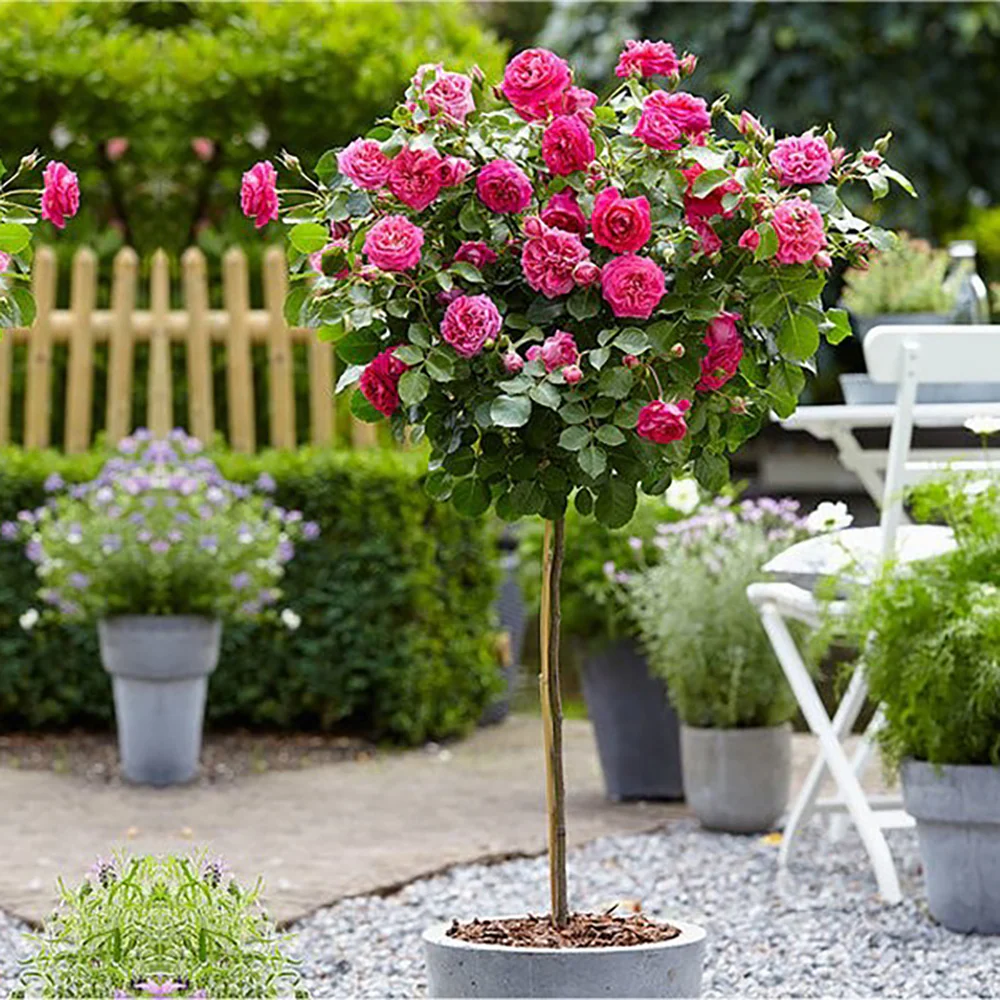 Trandafir Pomisor roz-magenta The Lovely Fairy, inflorire repetata - Image 11