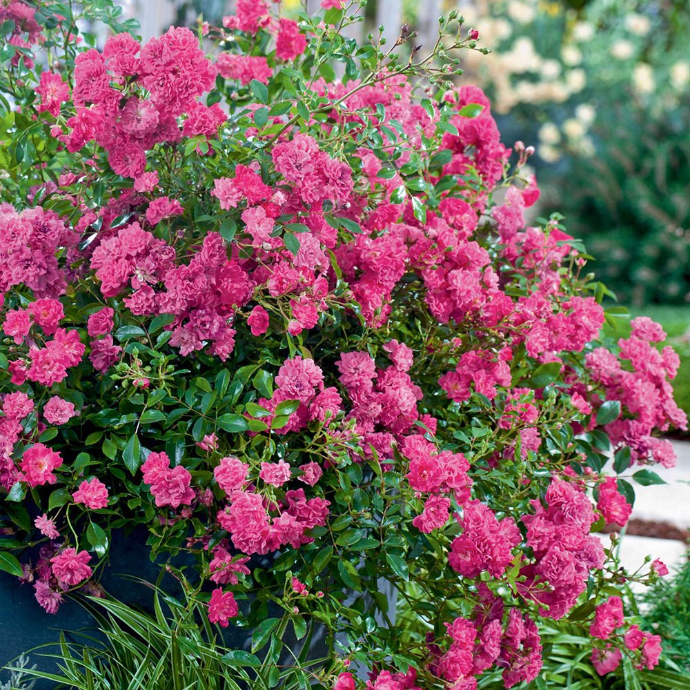 Trandafir Pomisor roz-magenta The Lovely Fairy, inflorire repetata - Image 4