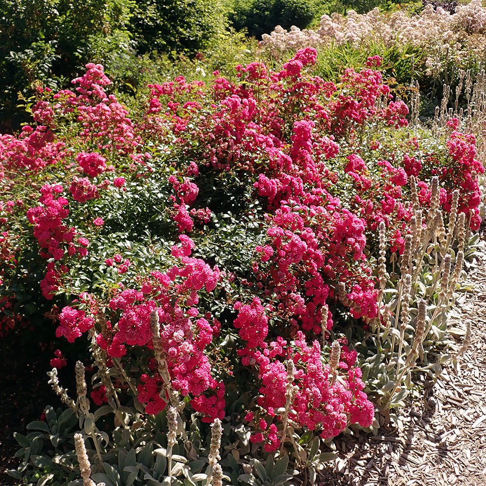 Trandafir Pomisor roz-magenta The Lovely Fairy, inflorire repetata - Image 5