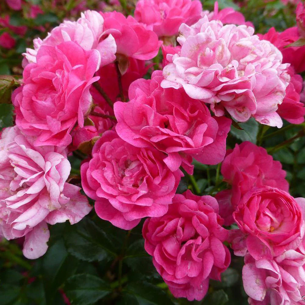 Trandafir Pomisor roz-magenta The Lovely Fairy, inflorire repetata - Image 6