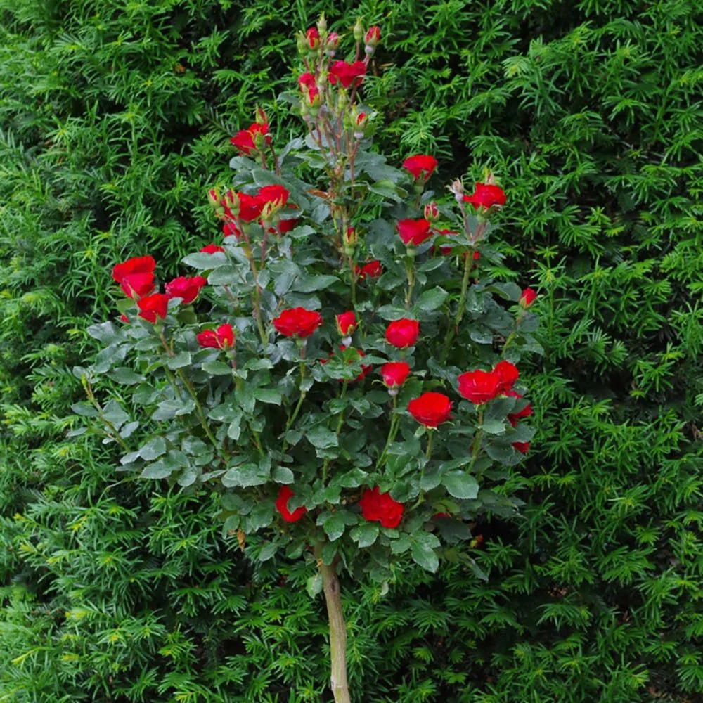 Trandafir Pomisor rosu Zepeti, inflorire repetata - Image 3