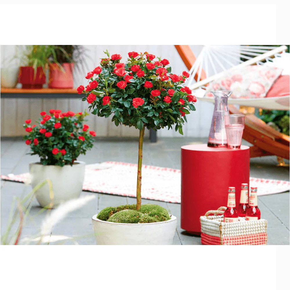 Trandafir Pomisor rosu Zepeti, inflorire repetata - Image 4